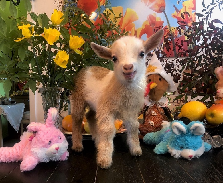 Featured Nigerian Dwarf Goats