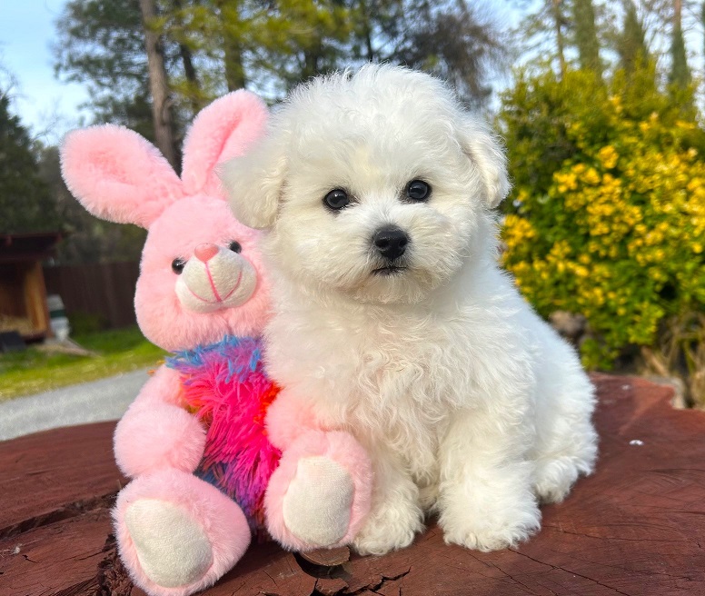 Bichon Frise Puppies