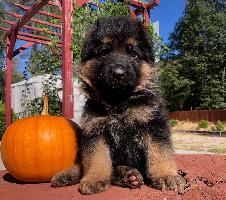 German Shepherd Puppies
