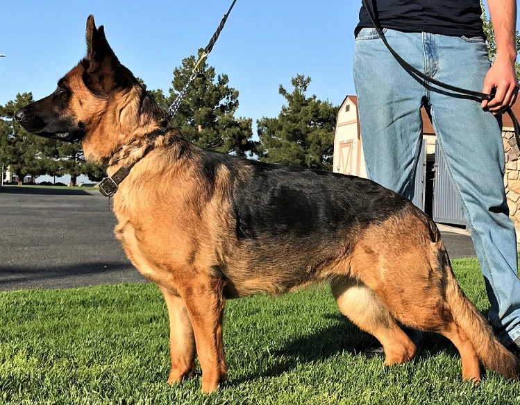 Diva vom Fleischerheim