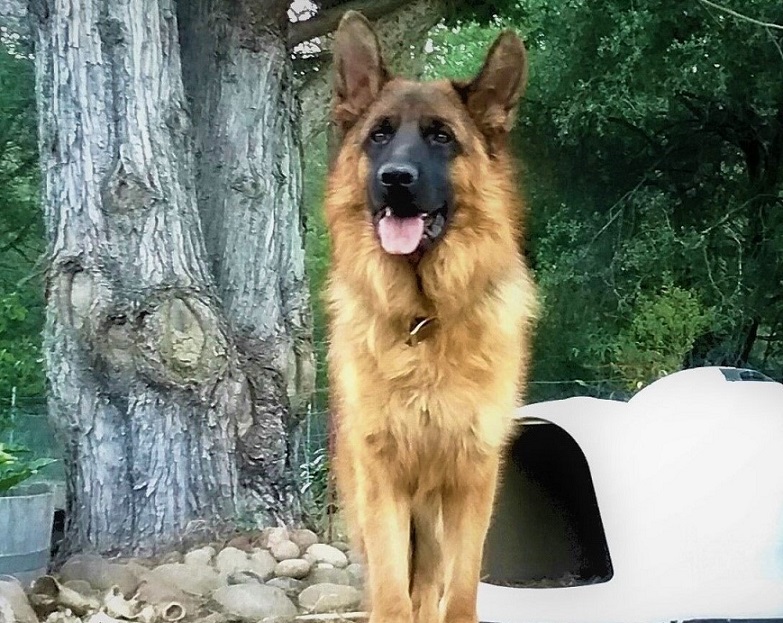 Xevo vom House Dexel