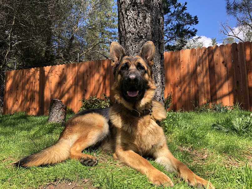 Tarzan vom Fleischerheim